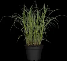 Miscanthus sinensis (Prachtriet) - afbeelding 31