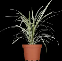 Miscanthus sinensis (Prachtriet) - afbeelding 20