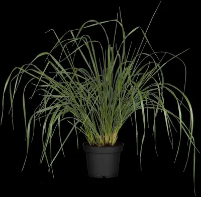 Miscanthus sinensis (Prachtriet) - afbeelding 40