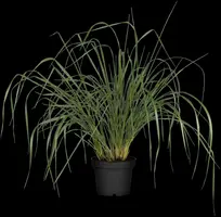 Miscanthus sinensis (Prachtriet) - afbeelding 40