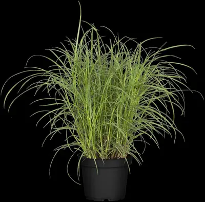 Miscanthus sinensis (Prachtriet) - afbeelding 43