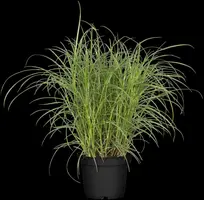 Miscanthus sinensis (Prachtriet) - afbeelding 43