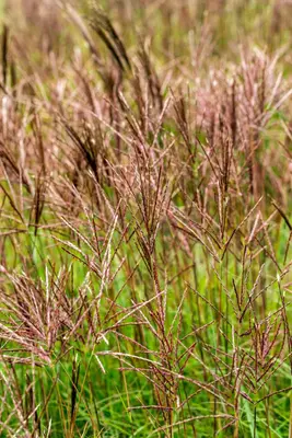 Miscanthus sinensis 'Red Chief' (Prachtriet 'Red Chief') - afbeelding 3