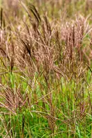 Miscanthus sinensis 'Red Chief' (Prachtriet 'Red Chief') - afbeelding 3