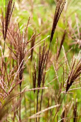 Miscanthus sinensis 'Red Chief' (Prachtriet 'Red Chief') - afbeelding 5