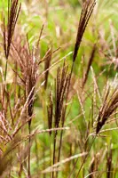 Miscanthus sinensis 'Red Chief' (Prachtriet 'Red Chief') - afbeelding 5