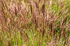 Miscanthus sinensis 'Red Chief' (Prachtriet 'Red Chief') - afbeelding 2