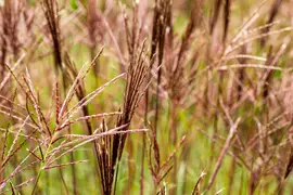 Miscanthus sinensis 'Red Chief' (Prachtriet 'Red Chief') - afbeelding 4