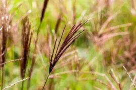 Miscanthus sinensis 'Red Chief' (Prachtriet 'Red Chief') - afbeelding 6