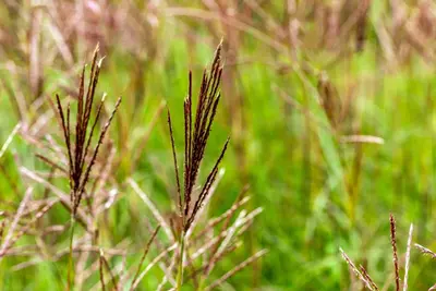 Miscanthus sinensis 'Red Chief' (Prachtriet 'Red Chief') - afbeelding 7