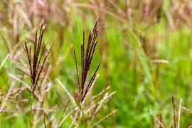 Miscanthus sinensis 'Red Chief' (Prachtriet 'Red Chief') - afbeelding 7