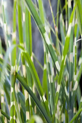 Miscanthus sinensis 'Strictus' (Prachtriet 'Strictus') - afbeelding 3