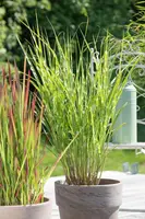 Miscanthus sinensis 'Strictus' (Prachtriet 'Strictus') - afbeelding 6