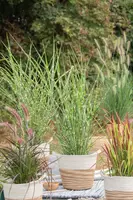 Miscanthus sinensis 'Strictus' (Prachtriet 'Strictus') - afbeelding 12
