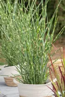 Miscanthus sinensis 'Strictus' (Prachtriet 'Strictus') - afbeelding 13