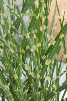Miscanthus sinensis 'Strictus' (Prachtriet 'Strictus') - afbeelding 15