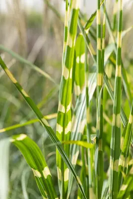 Miscanthus sinensis 'Strictus' (Prachtriet 'Strictus') - afbeelding 22