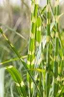 Miscanthus sinensis 'Strictus' (Prachtriet 'Strictus') - afbeelding 22