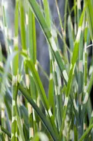Miscanthus sinensis 'Strictus' (Prachtriet 'Strictus') - afbeelding 3