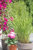 Miscanthus sinensis 'Strictus' (Prachtriet 'Strictus') - afbeelding 9