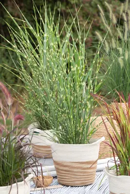 Miscanthus sinensis 'Strictus' (Prachtriet 'Strictus') - afbeelding 11