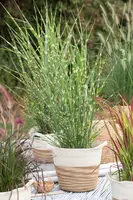 Miscanthus sinensis 'Strictus' (Prachtriet 'Strictus') - afbeelding 11