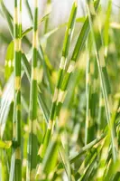Miscanthus sinensis 'Strictus' (Prachtriet 'Strictus') - afbeelding 23