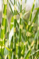 Miscanthus sinensis 'Strictus' (Prachtriet 'Strictus') - afbeelding 24