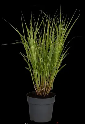 Miscanthus sinensis 'Strictus' (Prachtriet 'Strictus') - afbeelding 17