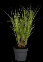 Miscanthus sinensis 'Strictus' (Prachtriet 'Strictus') - afbeelding 17