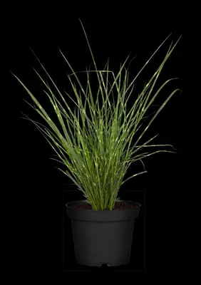 Miscanthus sinensis 'Strictus' (Prachtriet 'Strictus') - afbeelding 16