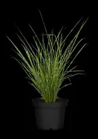 Miscanthus sinensis 'Strictus' (Prachtriet 'Strictus') - afbeelding 16