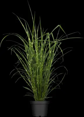 Miscanthus sinensis 'Strictus' (Prachtriet 'Strictus') - afbeelding 1