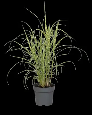 Miscanthus sinensis 'Strictus' (Prachtriet 'Strictus') - afbeelding 18