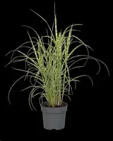 Miscanthus sinensis 'Strictus' (Prachtriet 'Strictus') - afbeelding 18