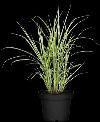 Miscanthus sinensis 'Strictus' (Prachtriet 'Strictus') - afbeelding 2