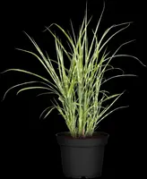 Miscanthus sinensis 'Strictus' (Prachtriet 'Strictus') - afbeelding 2