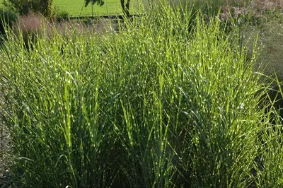 Miscanthus sinensis 'Strictus' (Prachtriet 'Strictus') - afbeelding 4