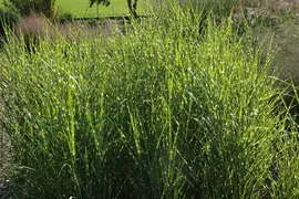 Miscanthus sinensis 'Strictus' (Prachtriet 'Strictus') - afbeelding 4