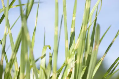 Miscanthus sinensis 'Strictus' (Prachtriet 'Strictus') - afbeelding 7