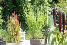 Miscanthus sinensis 'Strictus' (Prachtriet 'Strictus') - afbeelding 8