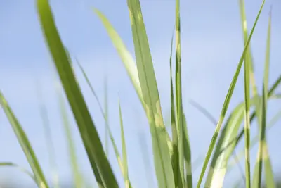 Miscanthus sinensis 'Strictus' (Prachtriet 'Strictus') - afbeelding 10