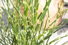 Miscanthus sinensis 'Strictus' (Prachtriet 'Strictus') - afbeelding 14