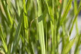 Miscanthus sinensis 'Strictus' (Prachtriet 'Strictus') - afbeelding 5