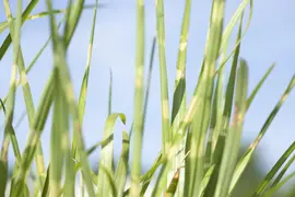 Miscanthus sinensis 'Strictus' (Prachtriet 'Strictus') - afbeelding 7