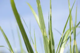 Miscanthus sinensis 'Strictus' (Prachtriet 'Strictus') - afbeelding 10