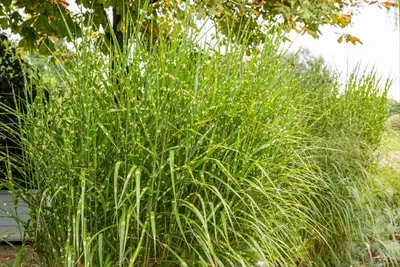 Miscanthus sinensis 'Strictus' (Prachtriet 'Strictus') - afbeelding 19