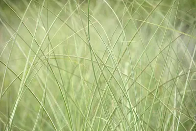 Miscanthus sinensis 'Strictus' (Prachtriet 'Strictus') - afbeelding 20