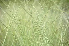 Miscanthus sinensis 'Strictus' (Prachtriet 'Strictus') - afbeelding 20