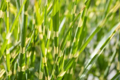 Miscanthus sinensis 'Strictus' (Prachtriet 'Strictus') - afbeelding 21